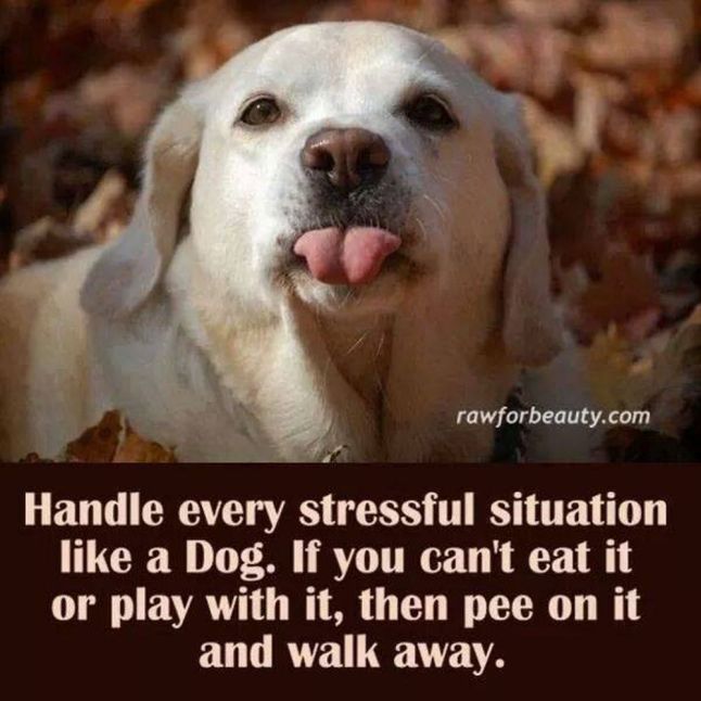 dog stress